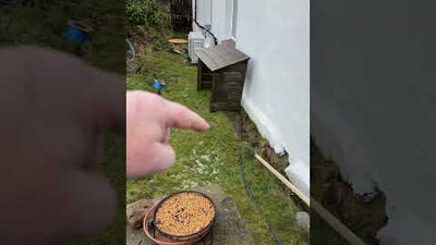 Should I Insulate This Farmhouse? Solving the Damp & ASHP Failure