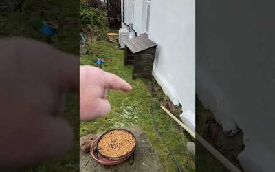 Should I Insulate This Farmhouse? Solving the Damp & ASHP Failure