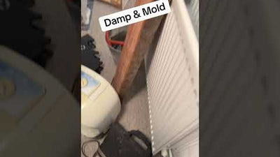 Damp and mold ￼
